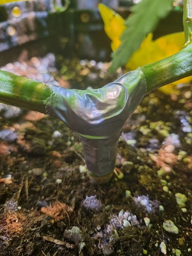 Growreport Bild 2