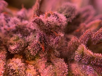 Growreport Bild 29