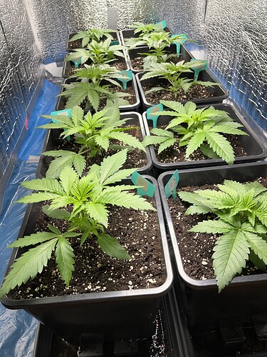 Growreport Bild 5