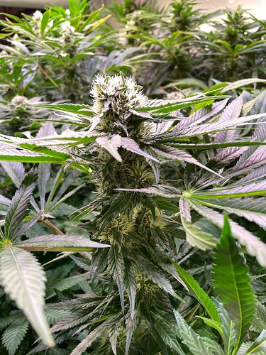 Growreport Bild 8