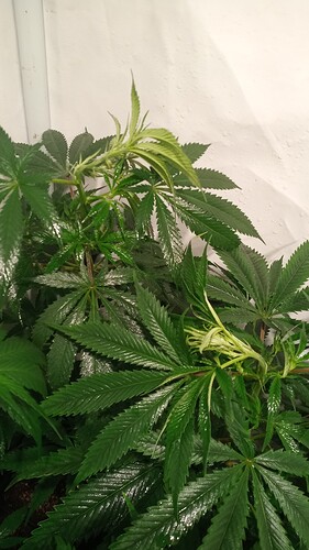 Growreport Bild 51