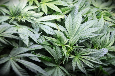 Growreport Bild 5