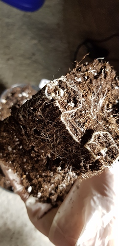Growreport Bild 5