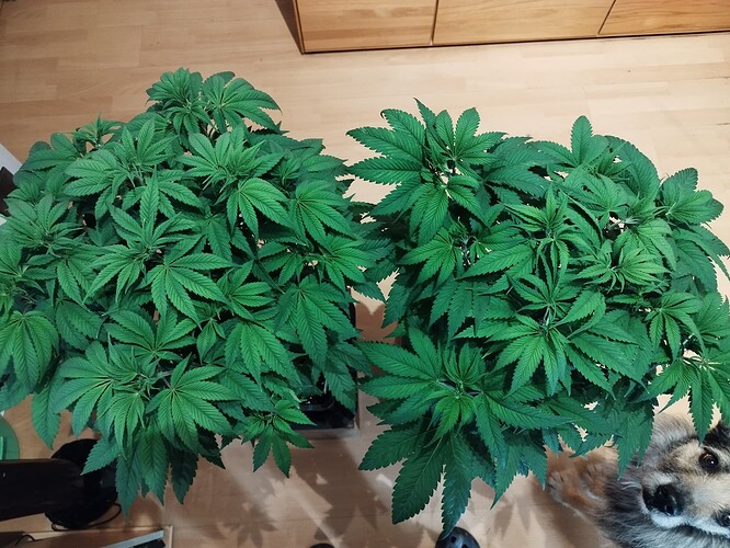 Growreport Bild 5
