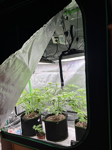 Growreport Bild 1