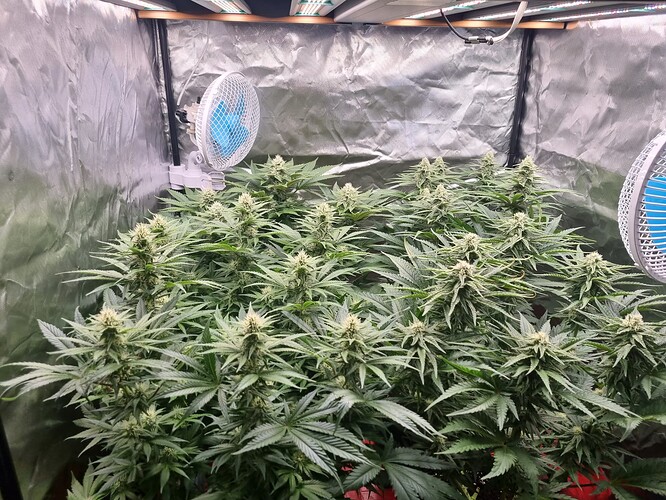 Growreport Bild 34