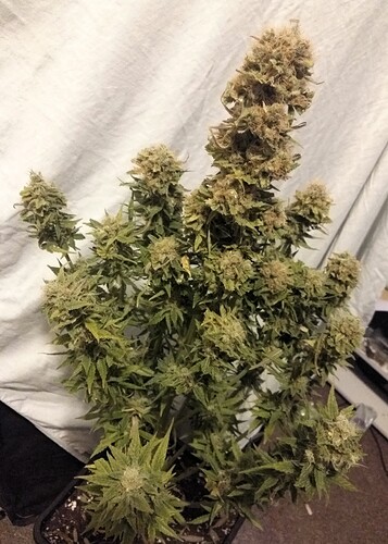 Growreport Bild 6