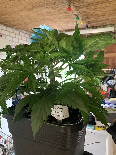 Growreport Bild 5