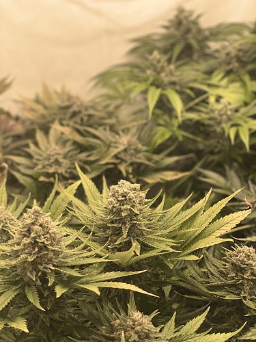 Growreport Bild 13