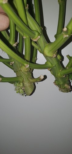 Growreport Bild 38