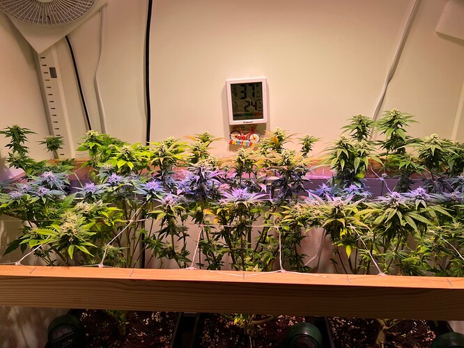 Growreport Bild 5