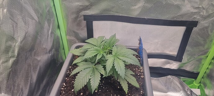 Growreport Bild 2