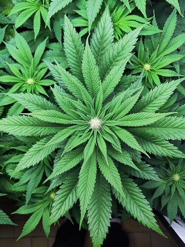 Growreport Bild 13