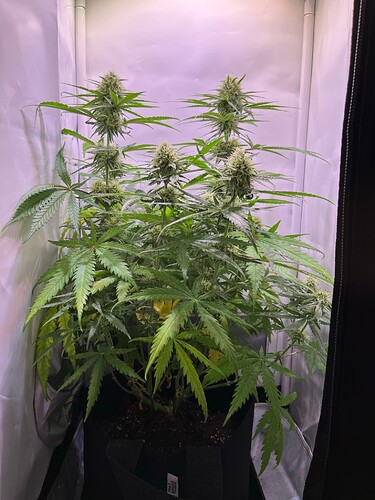 Growreport Bild 28