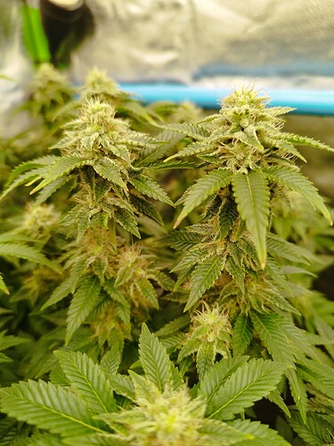 Growreport Bild 15