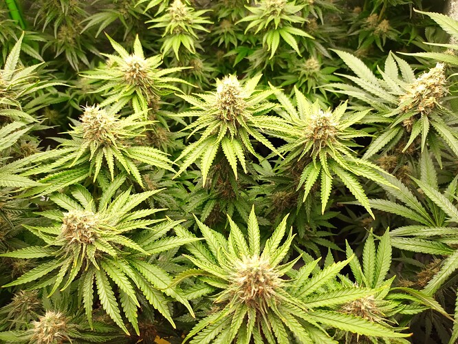 Growreport Bild 7