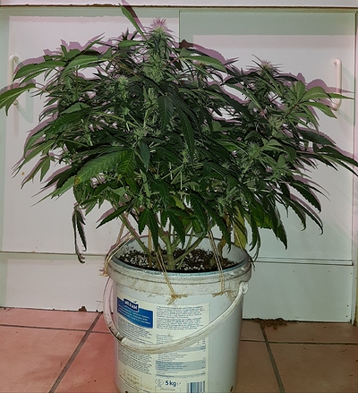 Growreport Bild 10
