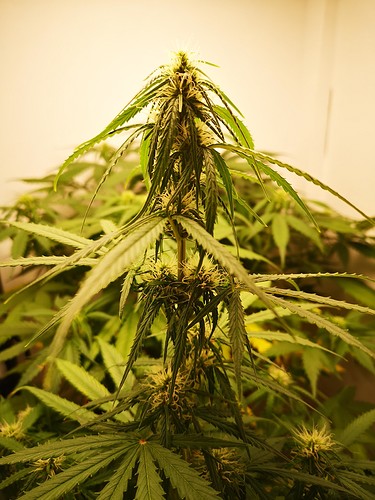 Growreport Bild 4