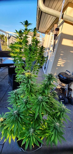 Growreport Bild 19