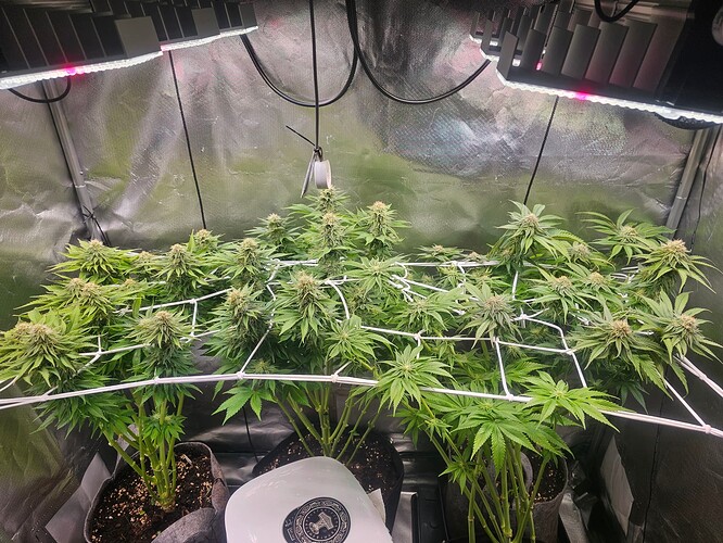 Growreport Bild 19
