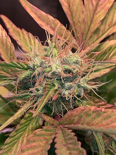 Growreport Bild 11