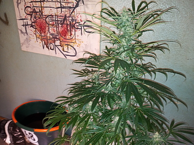 Growreport Bild 2