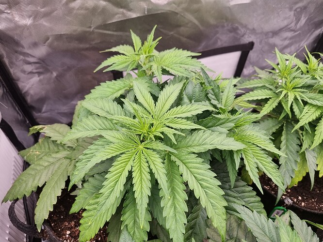 Growreport Bild 31
