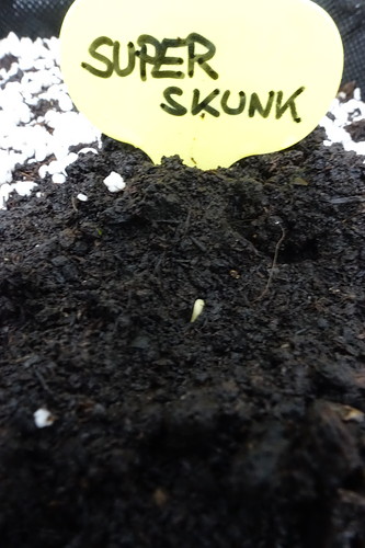 Growreport Bild 22