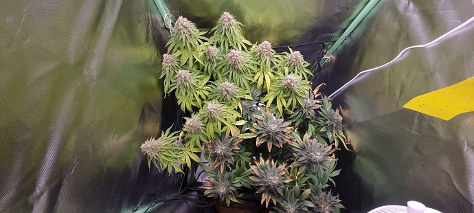 Growreport Bild 10