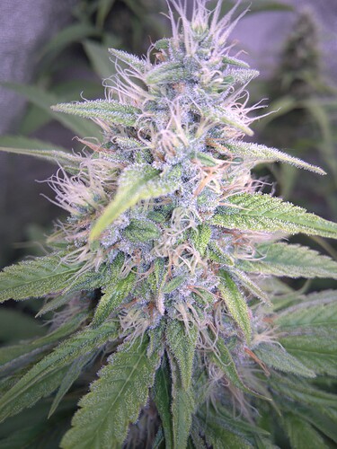 Growreport Bild 13