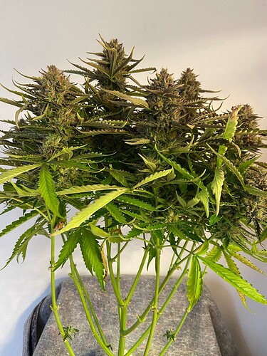 Growreport Bild 13