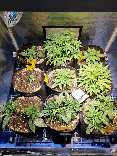 Growreport Bild 8