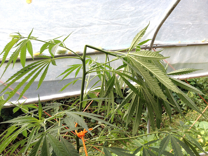 Growreport Bild 32
