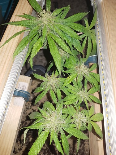 16945615125514973441270162371830