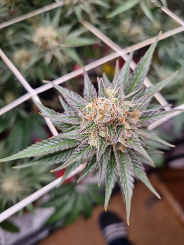 Growreport Bild 17