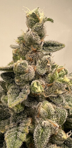 Growreport Bild 10