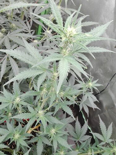 Growreport Bild 4