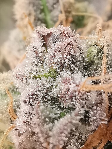 Growreport Bild 25
