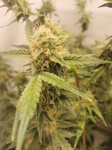 Growreport Bild 14