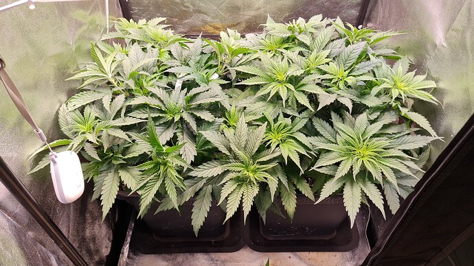 Growreport Bild 2