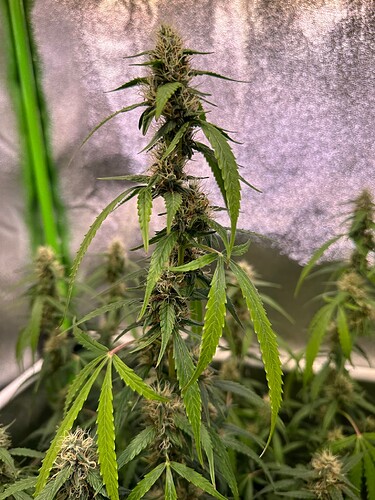 Growreport Bild 12