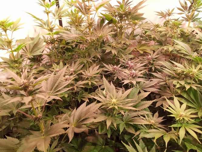 Growreport Bild 33