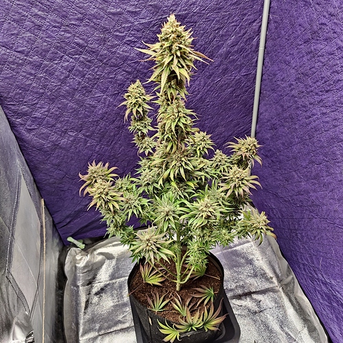 Growreport Bild 9