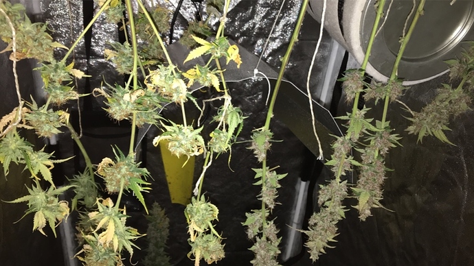 Mein allererster Indoor Grow
