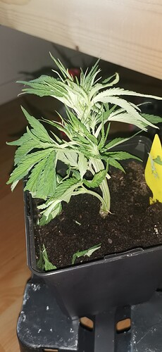 Growreport Bild 25