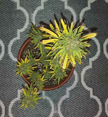 Growreport Bild 8