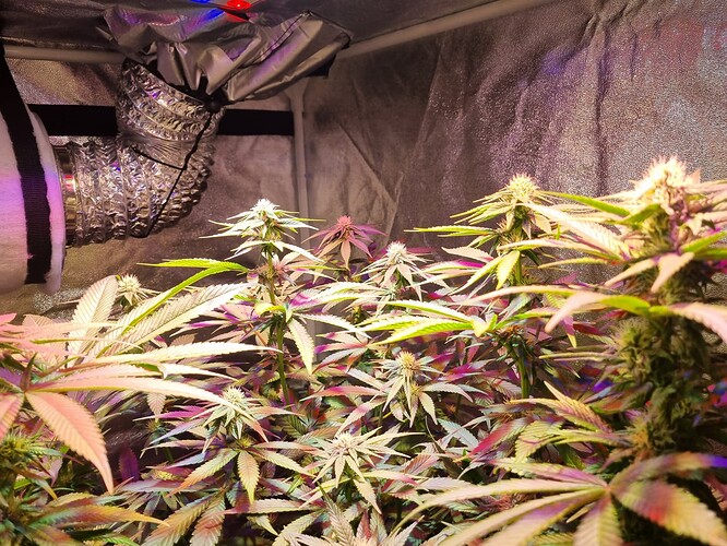 Growreport Bild 34
