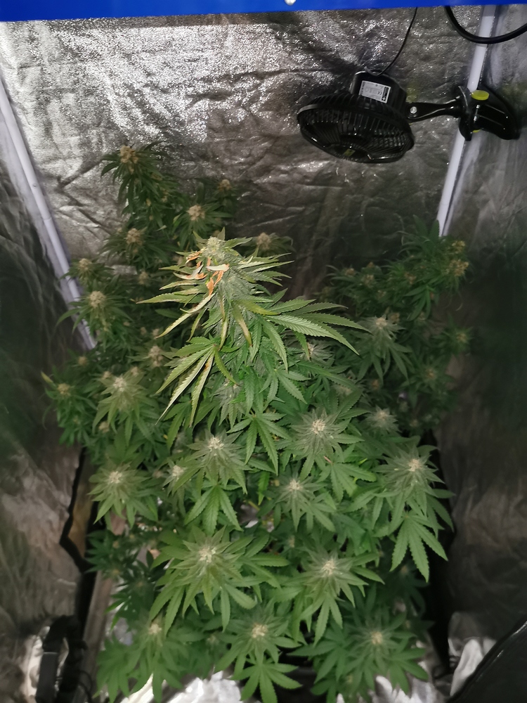 Purple Queen 350W Led