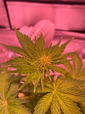 Growreport Bild 31