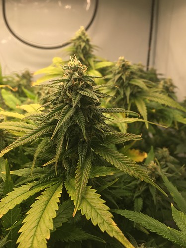 Growreport Bild 10